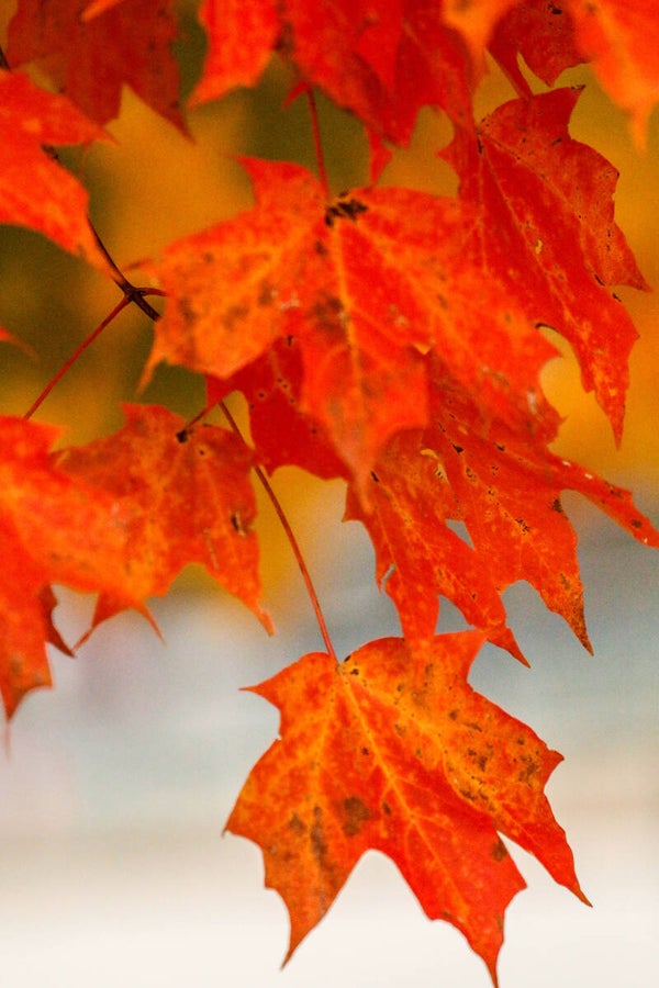 Autumn Leaves