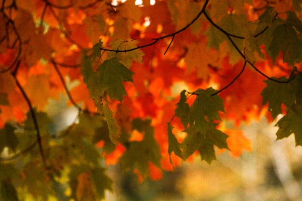 Autumn