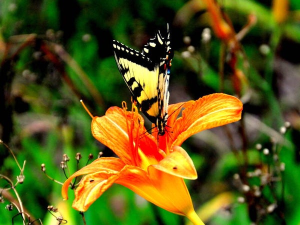 Butterfly Kissed Lily