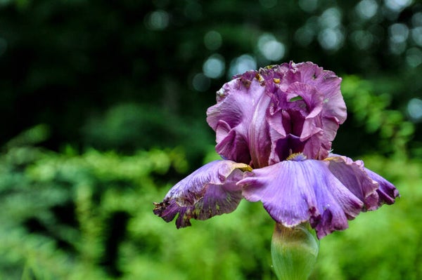 Deep Purple Iris