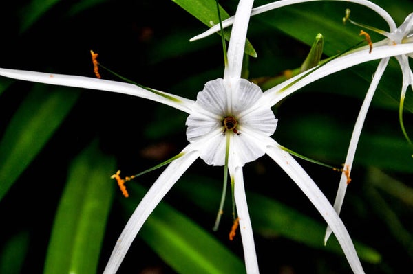 White Bloom