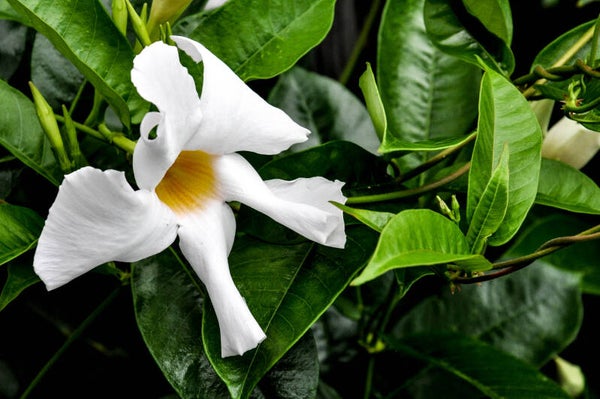 Gardenia