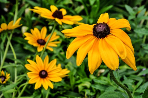 Black Eyed Susan