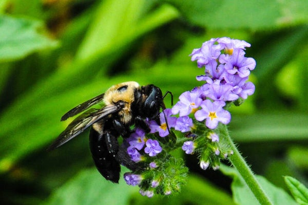 Bee on Purple Flower