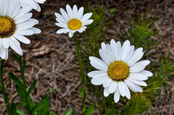 Daisies