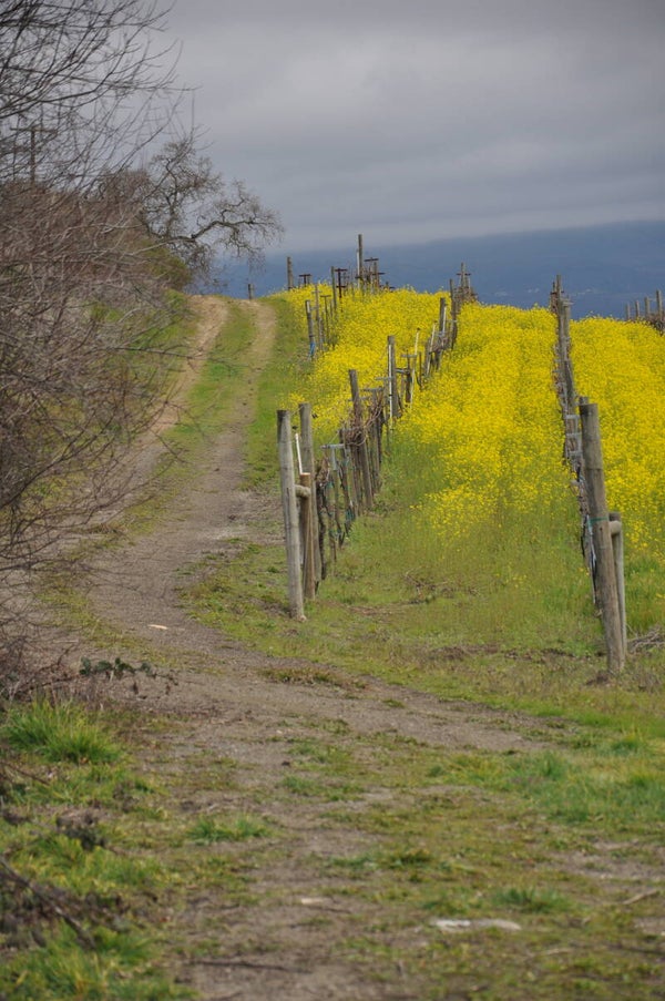 Wine Country