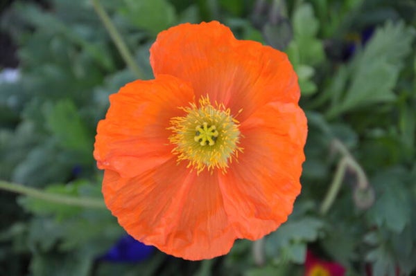Orange Wildflower