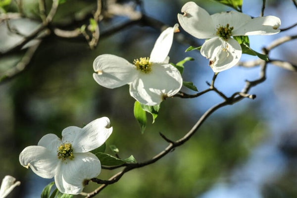 Dogwood Branch in Bloom