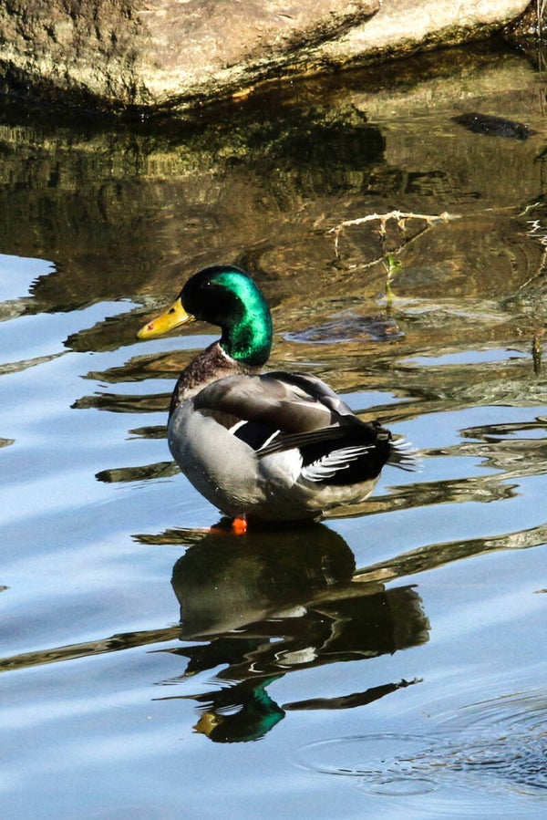 Male Mallard