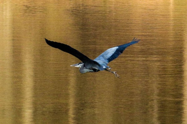 A Box Set of 5 Birds