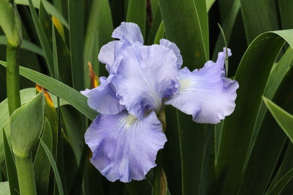 Lavender Iris