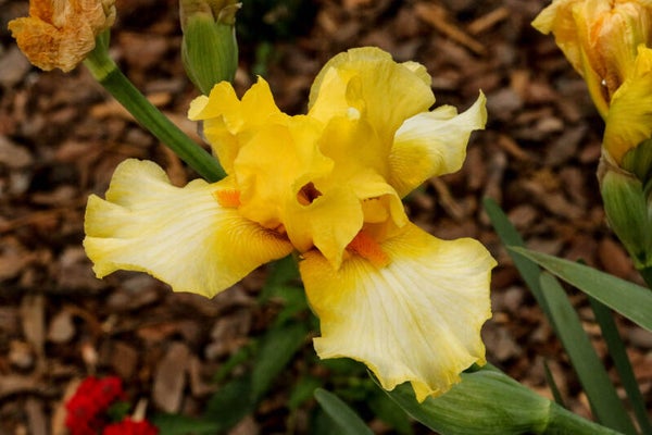 Yellow Iris