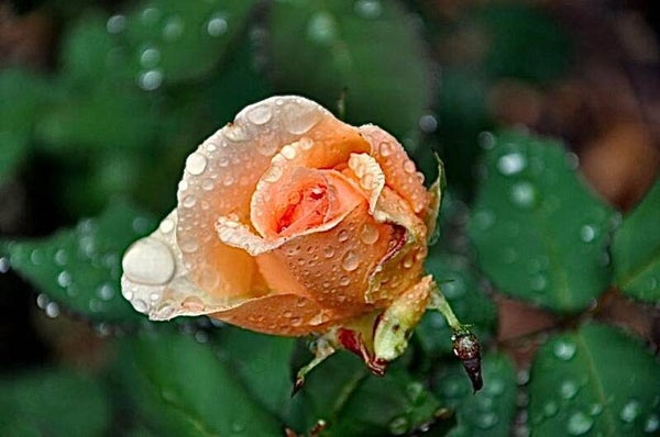 Rain Kissed Rose