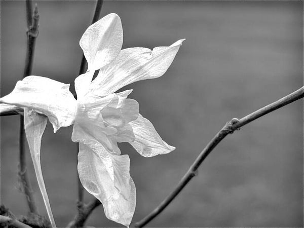 daffodil Black & white
