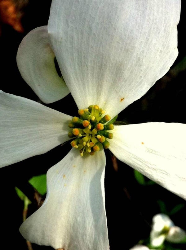 Dogwood Blossom