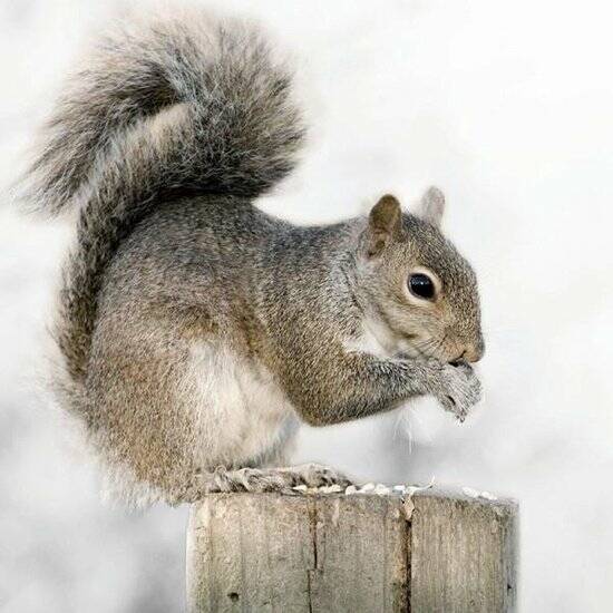 Canvas 40x40cm, indoor, afbeelding dier