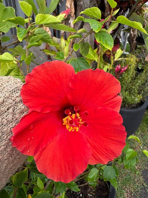 KARMIC BLOCK INSIGHT