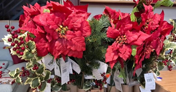 VARA ACEBO, ABETO, FLOR DE PASCUA