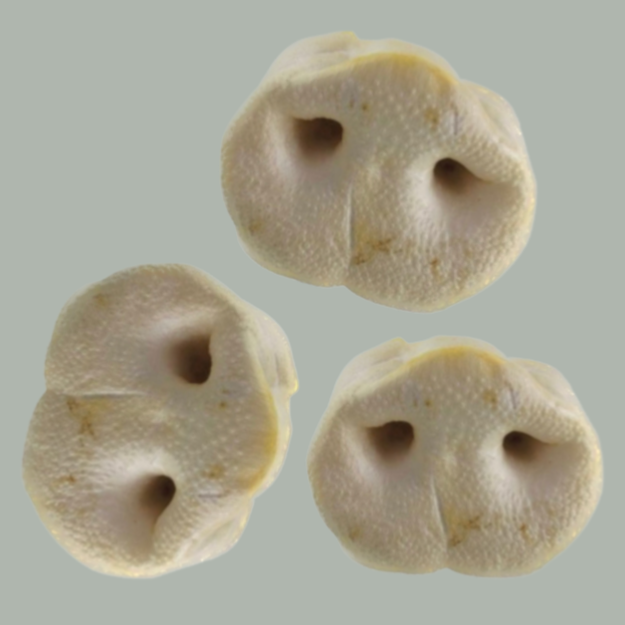 Gepofte varkensneuzen, 3 stuks