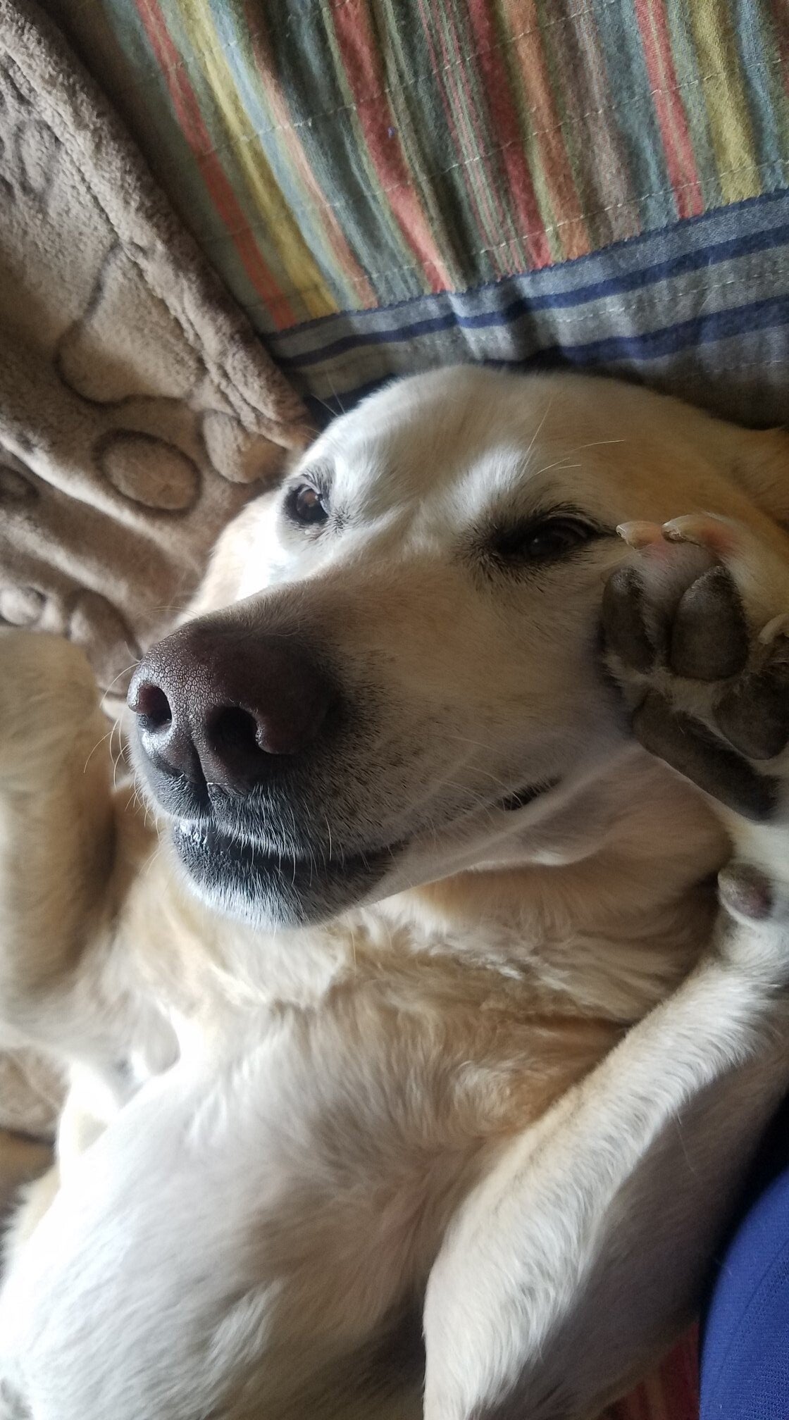 Yellow Labrador Retreiver Comfy and Upside Down with his Paws in Facing You