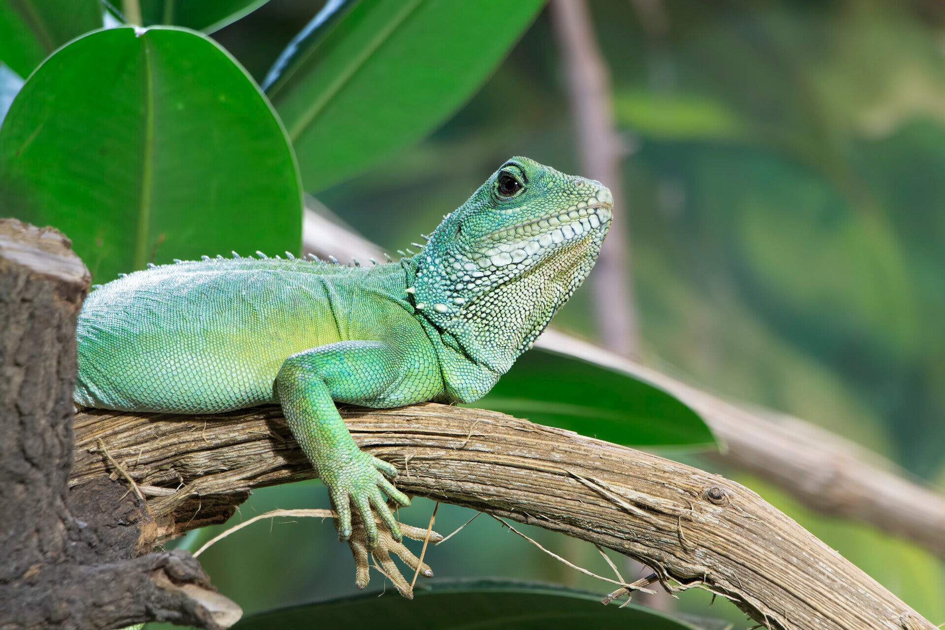 Zu den Reptilien gehören unter anderem Schildkröten, alle Arten von Echsen, Warane, Agamen und Schlangen