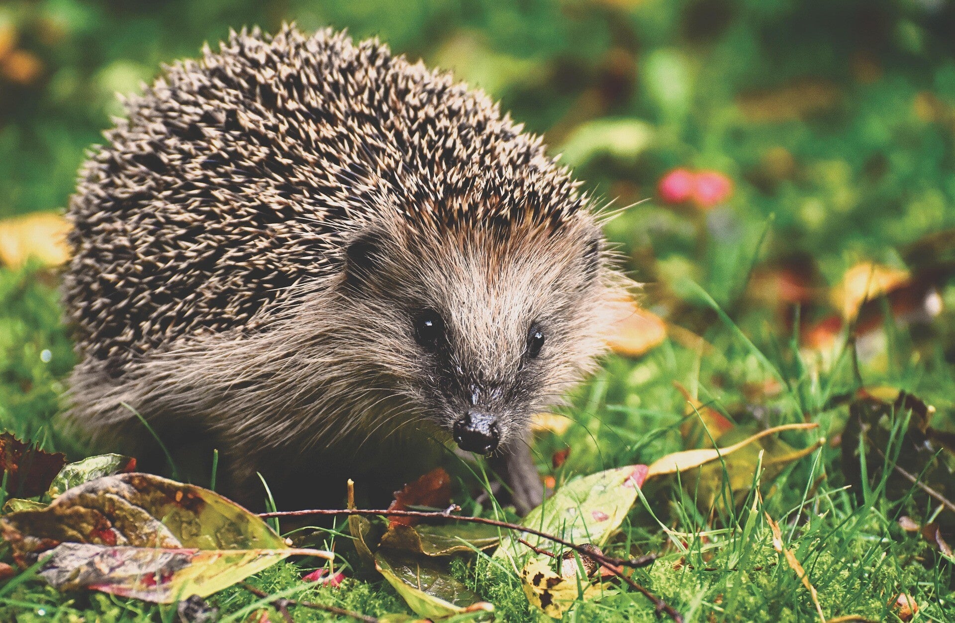 Wildtier Igel