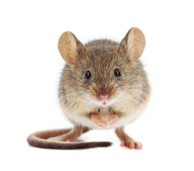 Zu den Nagern gehören vor allem Mäuse wie Rennmäuse, Gerbil, dann Hamster, Kaninchen und Ratten.