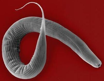 Parasitenlarve unterm Elektronenmikroskop