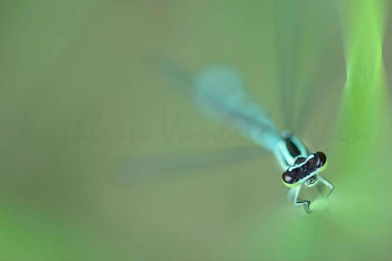 Je vous tiens à l'oeil