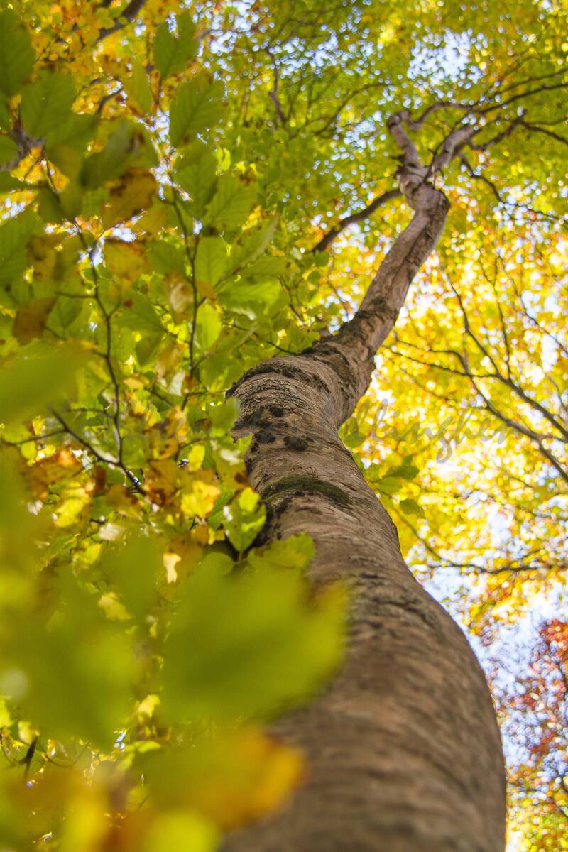 Le chemin de la lumière