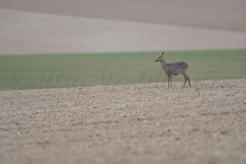 Sur le champ de bataille