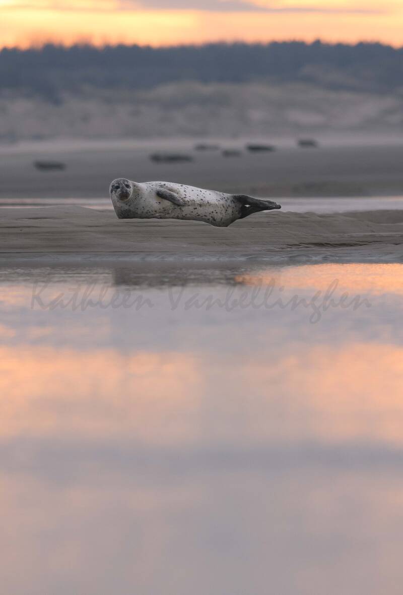 Se prélasser au coucher