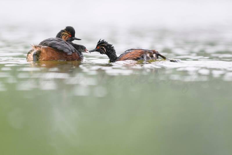 Grèbes à cou noir - 15
