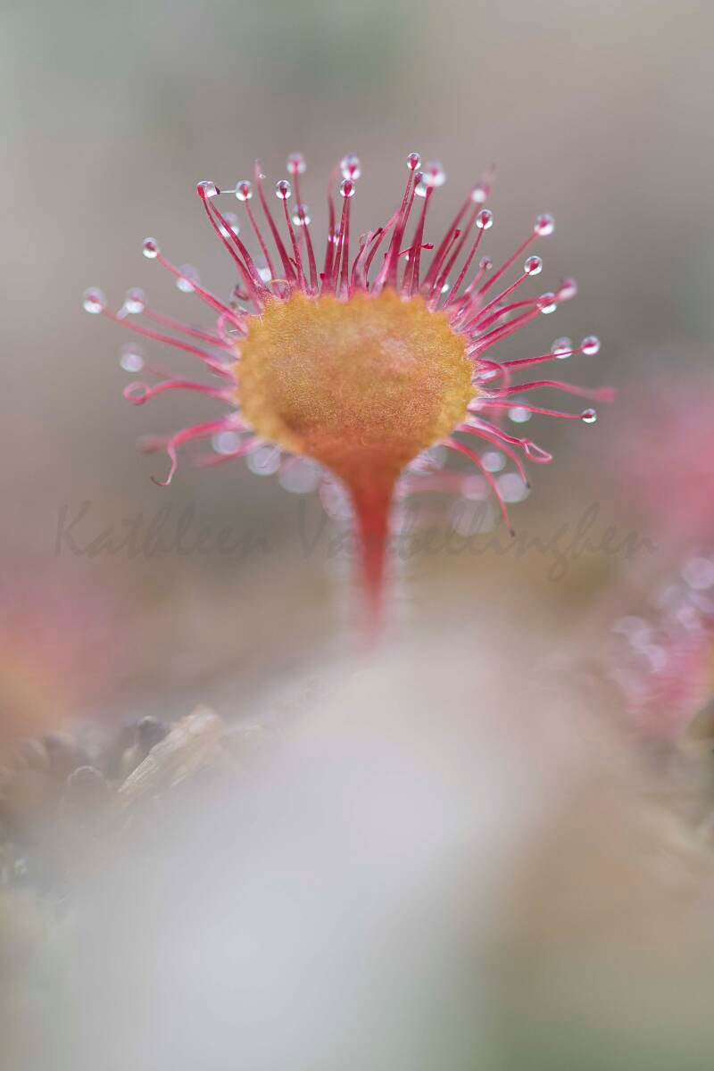 La carnivore de la toundra