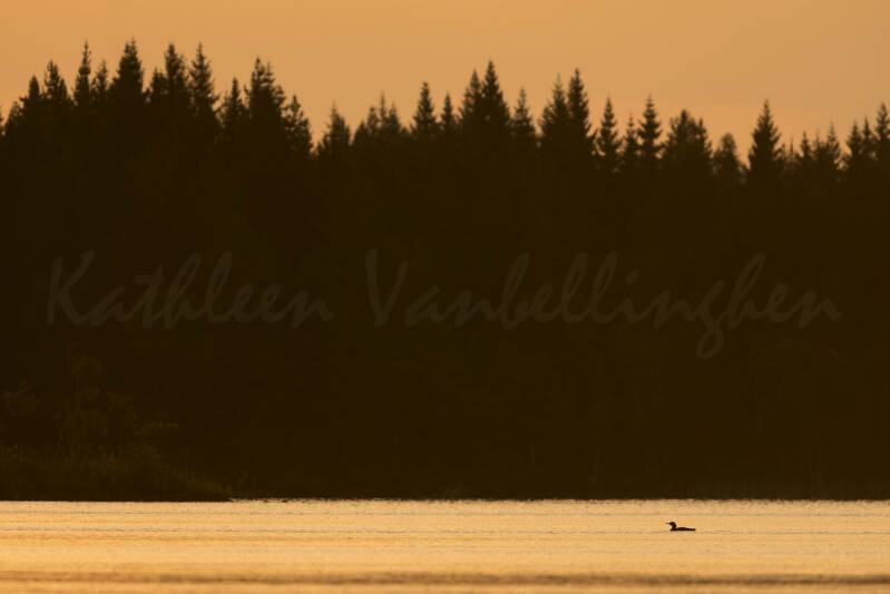 Près de Skinnskatteberg - 003