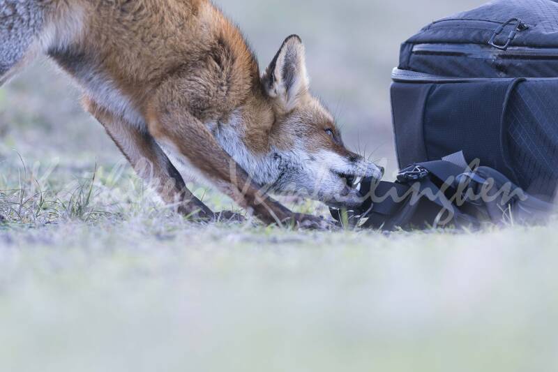 Je suis sûr qu&#039;il y a un sandwich là-dedans!