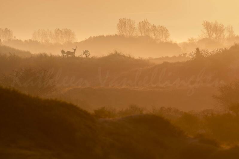 Près d&#039;Amsterdam - 002