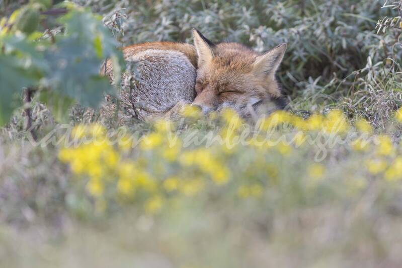 Tapis de fleurs pour une sieste
