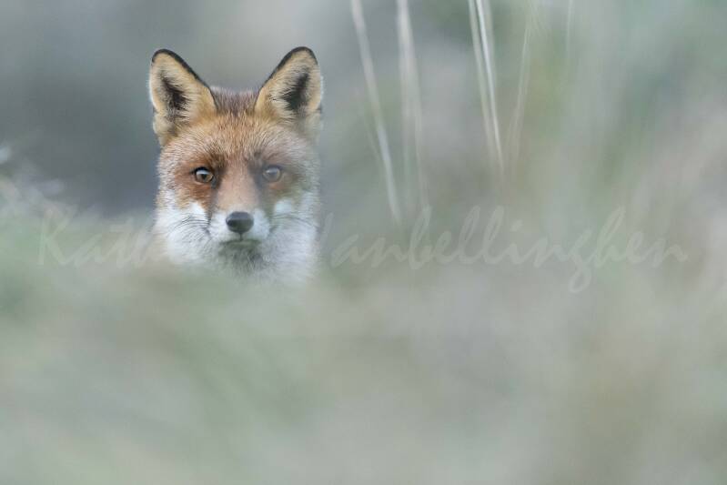 Est-ce que cette photographe pense que je ne l&#039;ai pas vue?!
