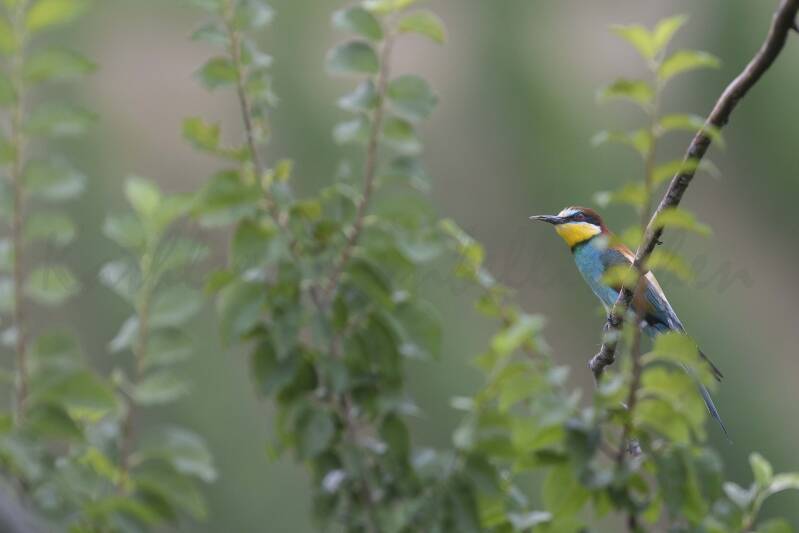 Guêpier d'Europe - Allemagne - 013