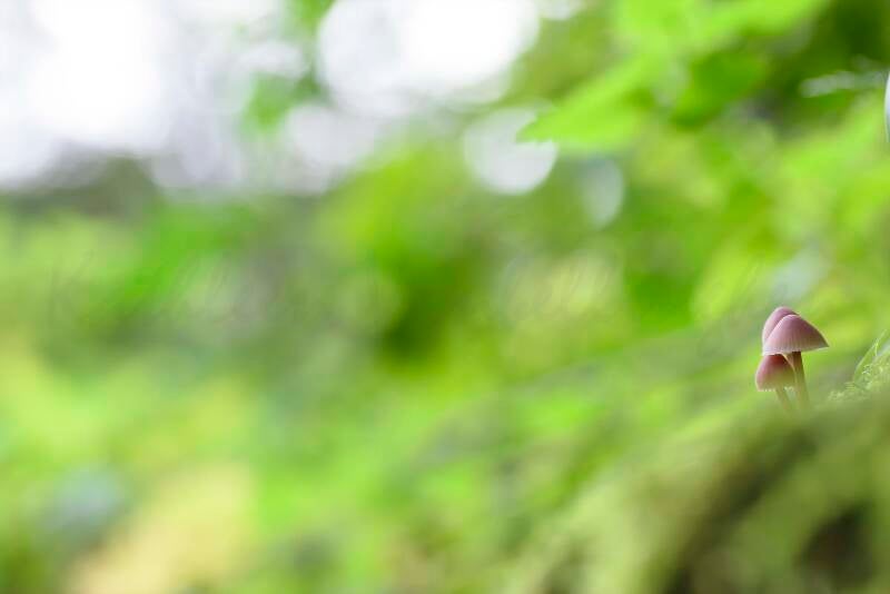 Les trois minuscules