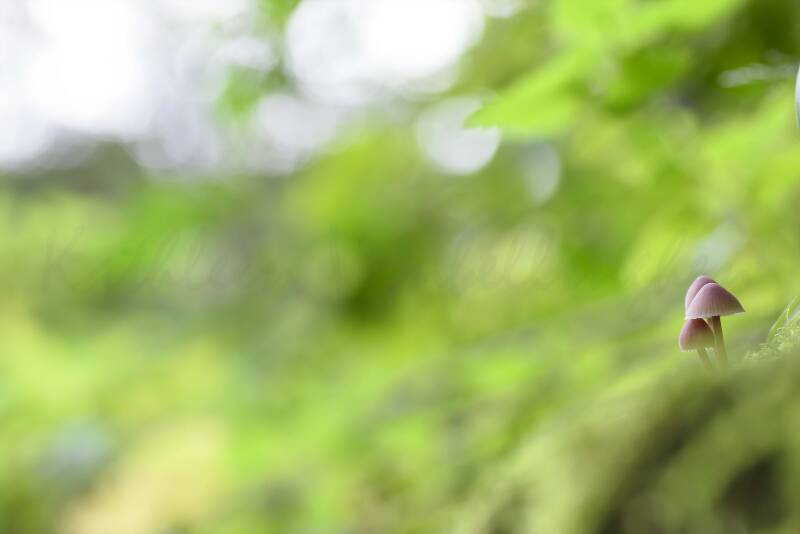 Les trois minuscules