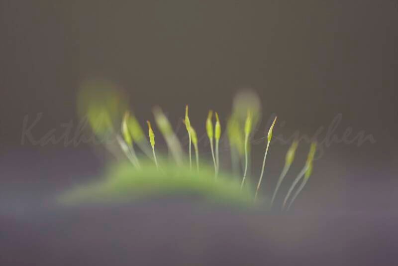 Les soldats de mousse