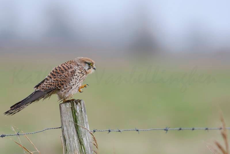Faucon crécerelle - 14