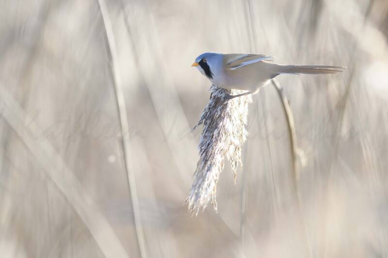 L&#039;équilibriste