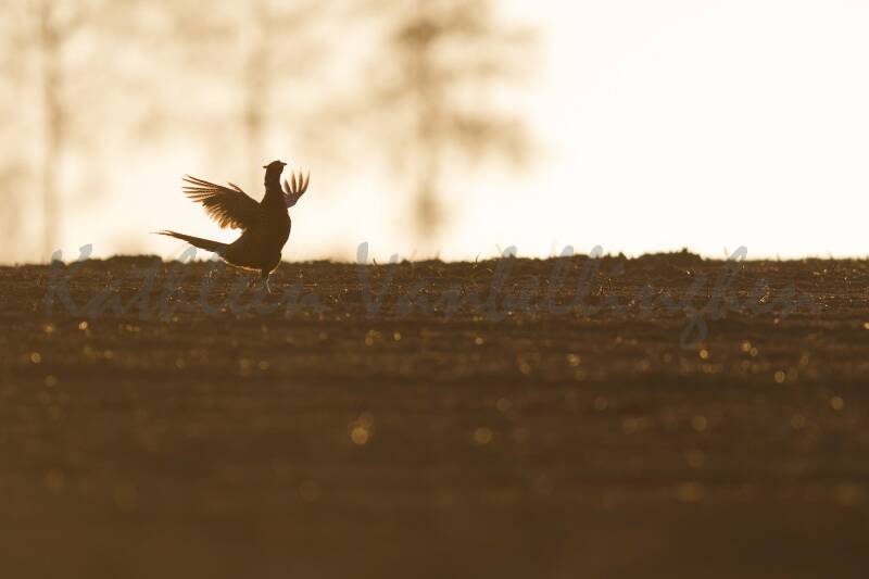 Faisan de Colchide - Belgique - 019