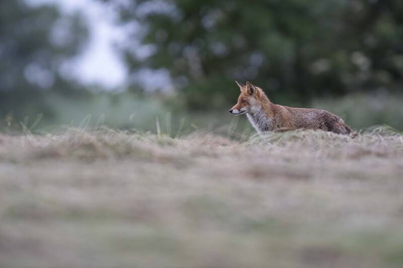 Matinée de chasse aux mulots