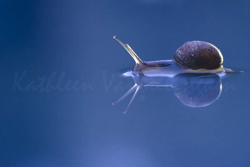 Escargot du soir, bonsoir