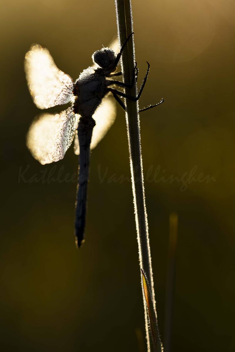 Réveil sous le soleil