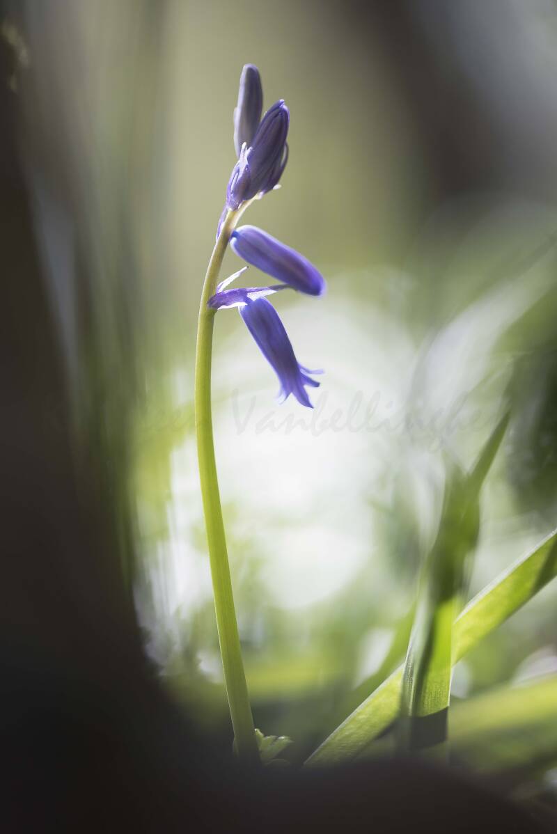 A l&#039;ombre des géants